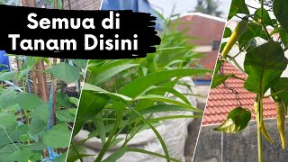 Berkebun di Atap Rumah - Berkebun Eps. 03