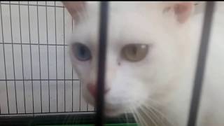 Kucing langka matanya ganjil dua warna