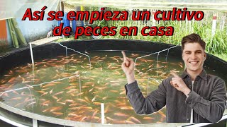 así se empieza un cultivo de peces en casa. #viral #virales #viralvideos