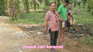 pupuk cair keramei bisa utk disawit yg bermasalah hbgi 085245925882