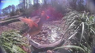 Feb 15 2022 Daily Backyard Birds UNEDITED Birdfy Cam #caughtonNetvue