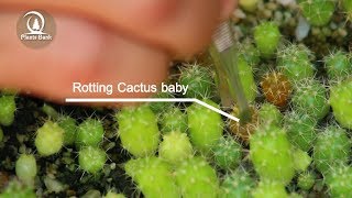 Save Cactus baby from rot