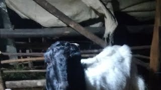 budidaya kambing mulai Dari nol