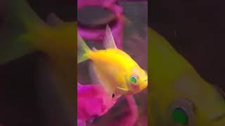 Green eye fish #aquarium #bettafish #fish #science #shorts #youtubeshorts #youtube #official #facts