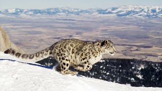 Meet snow leopards and their neighbors on plateau in NW China