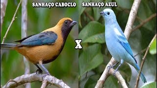 SANHAÇO CABOCLO X SANHAÇO AZUL - Qual é o canto mais bonito?