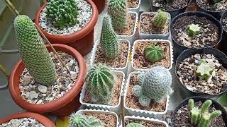 Cactus and Succulents | Updating my Plant's Collections