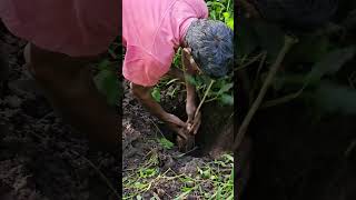 Coffee Planting Method #chunkapuranursery #farmingtips