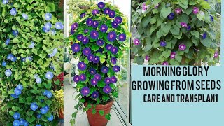 Morning glory growing from seeds/care and transplant