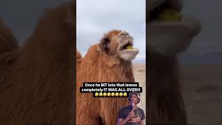 The funniest camel video ever! This Camels first time eating a lemon!!!  #whoisjordanjackson #shorts