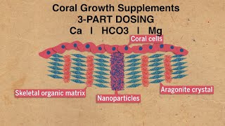 Coral Growth Supplements | No Water Changes Reef Aquarium