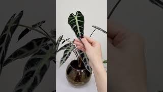 Алоказия в сфагнум фускум #sphagnum_eco #сфагнумфускум #alocasia #plants   #растения #озеленение