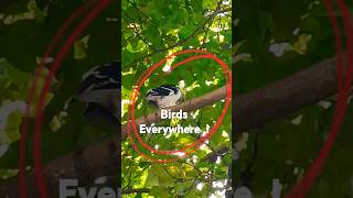 Birds Everywhere in the tree ❤️ #birds  #birdsounds  #shortvideo