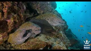 Diving in the Maldives - Central Atolls Route - Liveaboard week 20190511