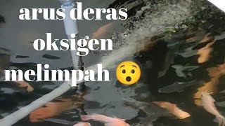 cara sederhana seting pompa air agar arus menjadi deras plus oksigen melimpah...