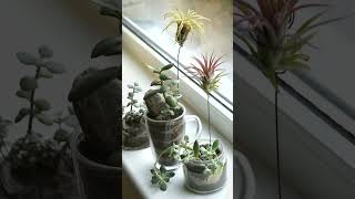 EASY AIR PLANT CARE GUIDE #shorts