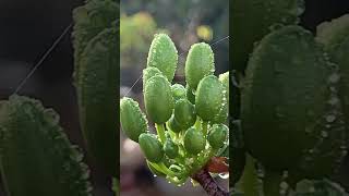 Mai vàng đẹp #xuhuong #bonsai #caycanh #youtubeshorts #fruit #tphcm #nhadep #homstay #garden