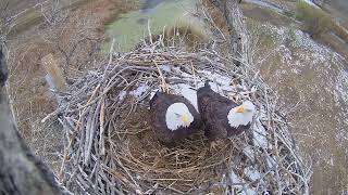 Xcel Energy Fort Saint Vrain Eagle Cam 07.11.2024