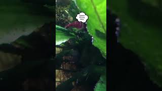 Funny cherry shrimp. Paparazzi mode on