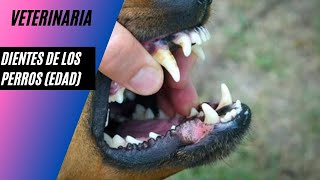 Dientes de los perros (edad)