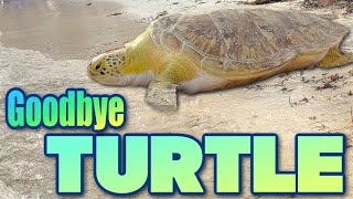 Giant Sea Turtle Set Free in the Florida Keys