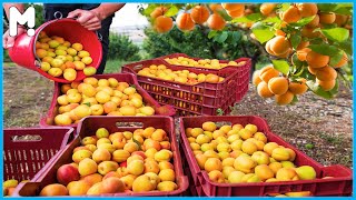 🥯 Awesome Red Apricots Farming and Harvesting - Dried Apricots Processing Technology Agriculture