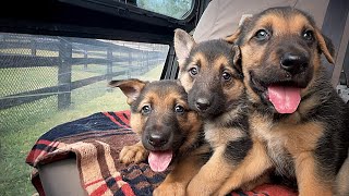 German Shepherd Puppies First Car Trip