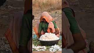 Amazing Cotton harvest in village 😍 #cotton #villagelife #village #villagevlog #india #election