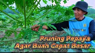 Pruning Pepaya Agar Buah Cepat Besar | Manfaat Pemangkasan Daun Pepaya