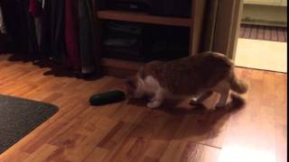 Cat & cucumber behavior