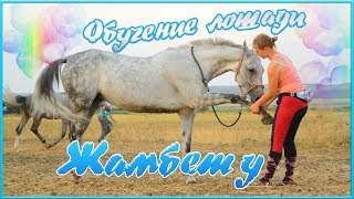 ОБУЧЕНИЕ ЛОШАДИ ЖАМБЕТ | КОННЫЙ ТУТОРИАЛ :D