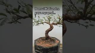 Bonsai Kaliandra Surinamensis Meliuk #kalianda #bonsaimeliuk #bonsaikaliandra