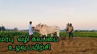 மரபு வழி கலப்பை மாட்டு உழவு பயிற்சி | யாழ்ப்பாணம் | cow plowing