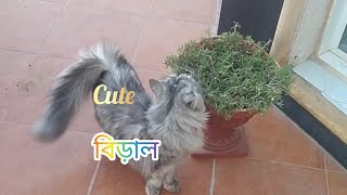 বিড়ালের ভিডিও। Cute cat. @ajmerirahmanmony. #Cat #বিড়াল #ajmeri rahman mony