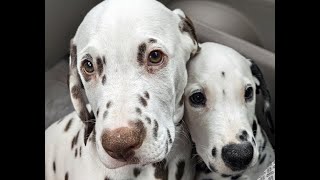 :) ladies afternoon - dalmatians play - puppies & adult in kennel