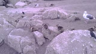 Squirrels at Pacific Grove, CA