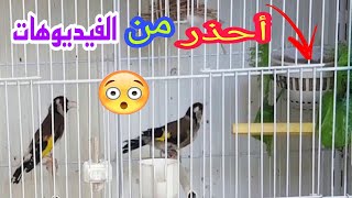 🛑👈 هام جدا ألاخطاء التي يقع فيها المبتدئين في التزاوج الحسون الحسون.