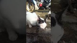 kucing lucu jadi penonton