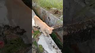 This street cat is observing another cat✌️