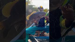 Ikan predator muara mahakam ‼️BLACKBASS BORNEO ‼️#shorts