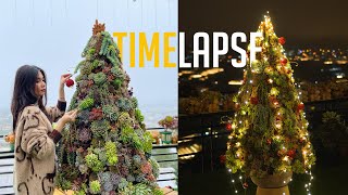 Making 150cm (~5ft) Christmas Tree with 600 succulents | [Timelapse 4days in 3 minutes]