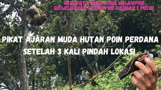 POIN PERDANA KUTILANG MUDA HUTAN