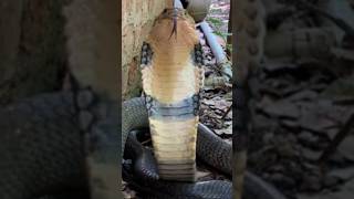 The most poisonous animal in the world😱😱 || #shorts #viral #short