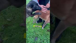 Malinois mexicain chiots🐕. #chiots #malinois #viral #youtubeshorts #dog #atom #k9 #video