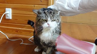 ドライヤー初体験なねこ。-Maru experiences a hair dryer for the first time.-