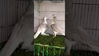 Silver Sherazi Pigeon|| #foryou #foryou #foryou #foryouvideo