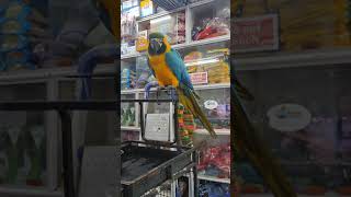 beautiful bird Macau if anyone wants please message me and also subscribe my channel#shorts