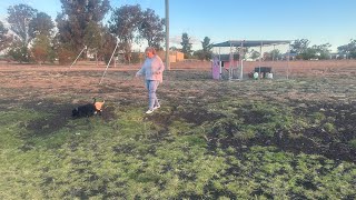 The evolution of Sadie series episode 5 the dogs are having zoomies