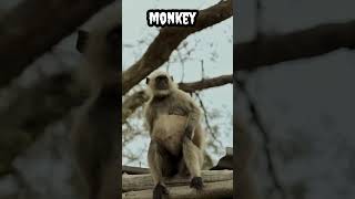 Monkey #shorts #viral #trending