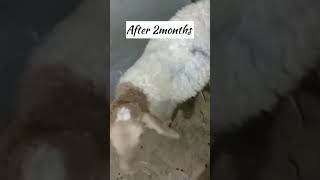 cut fast growing sheeps